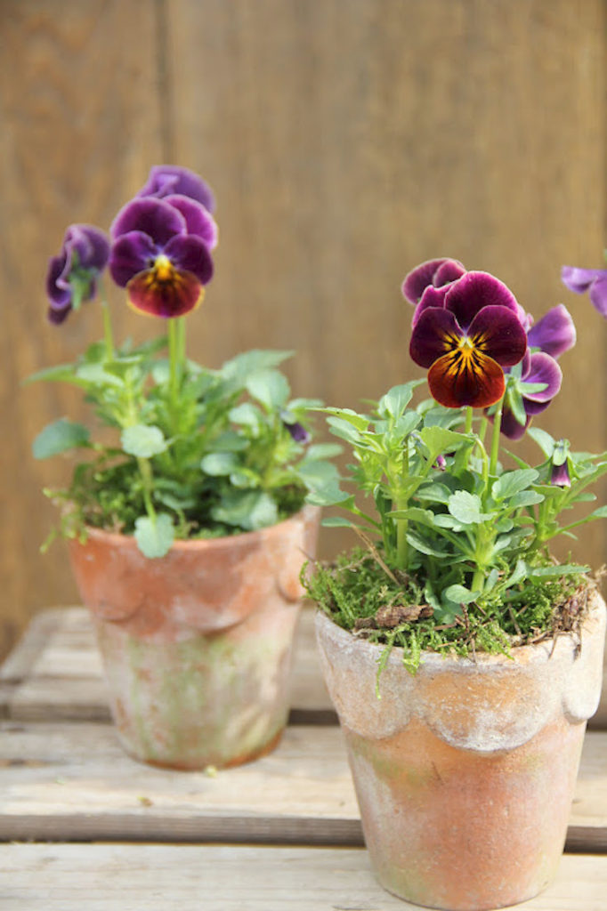 Spring Pansy Containers Creative Spring Garden Pots and Planters