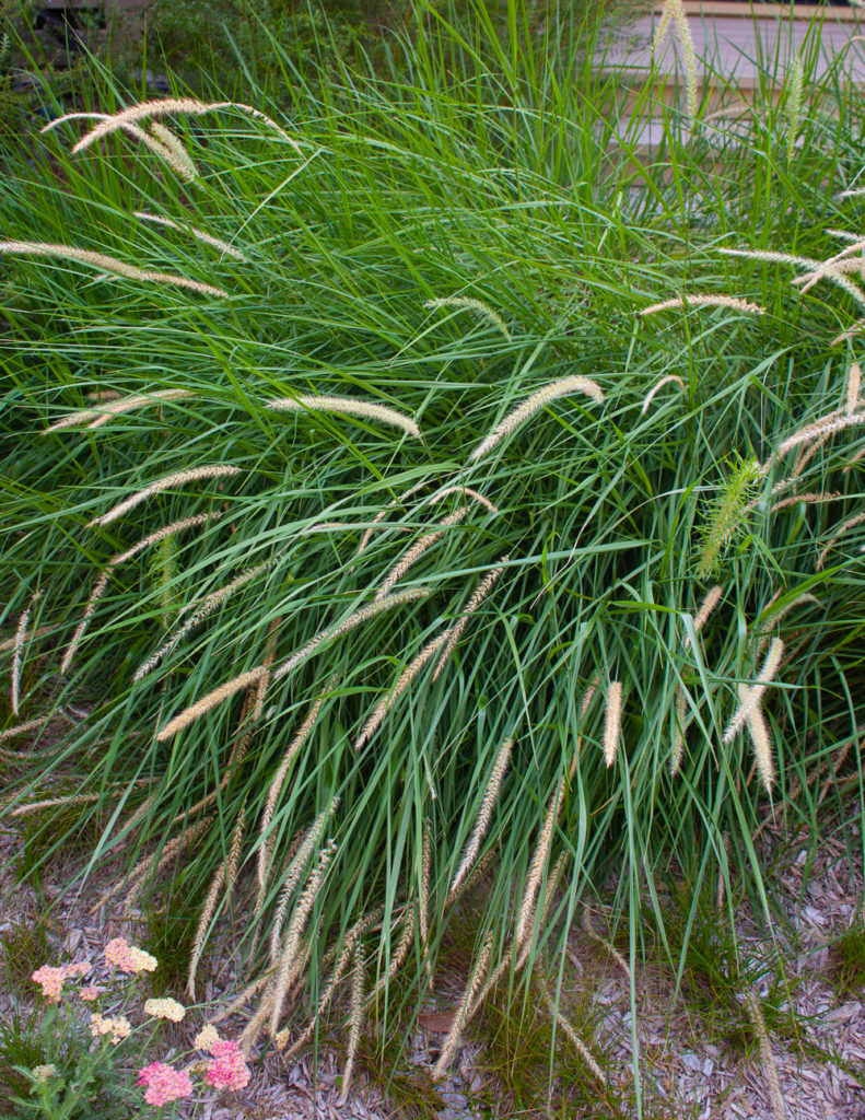 Ornamental Grasses The Every Garden Plant - The Creativity Exchange
