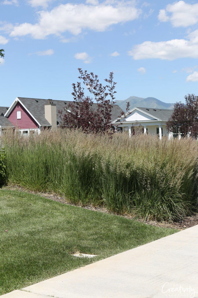 Ornamental Grasses The Every Garden Plant - The Creativity Exchange